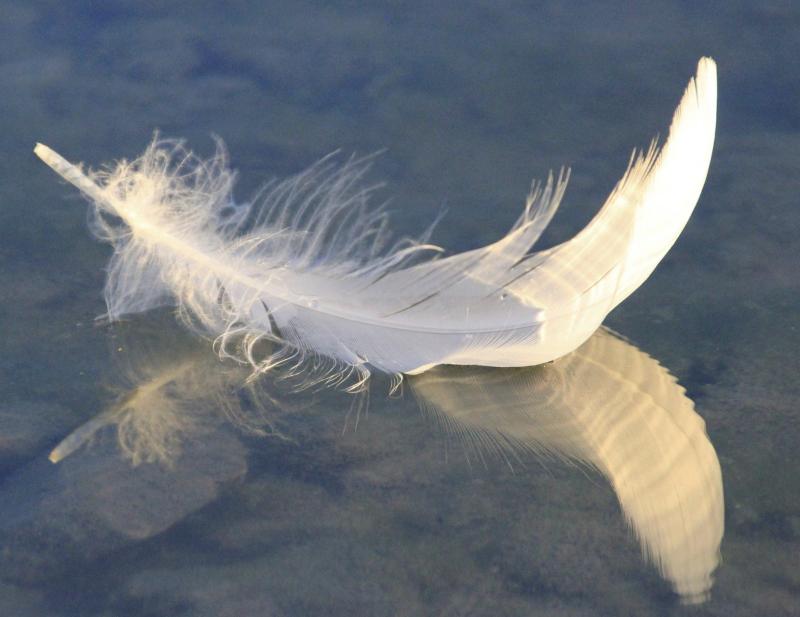 image de l'annonce 50139