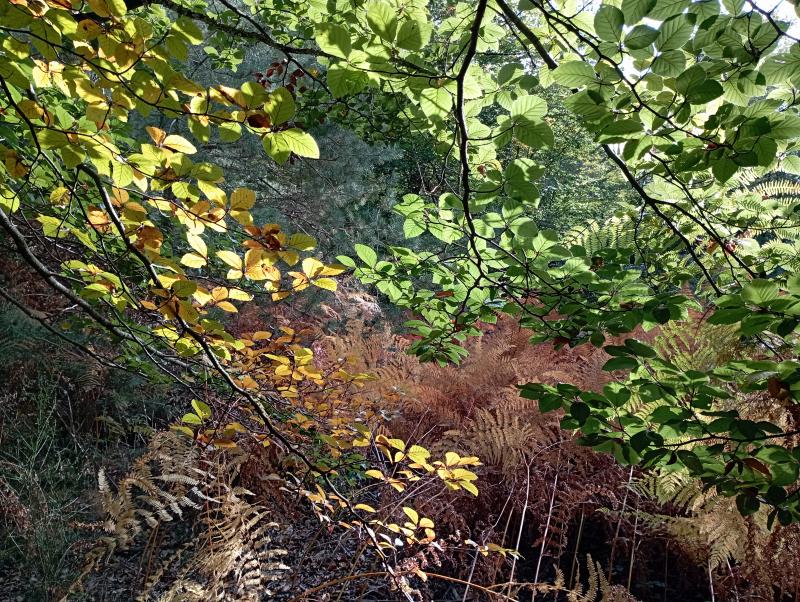 image de l'annonce 50530