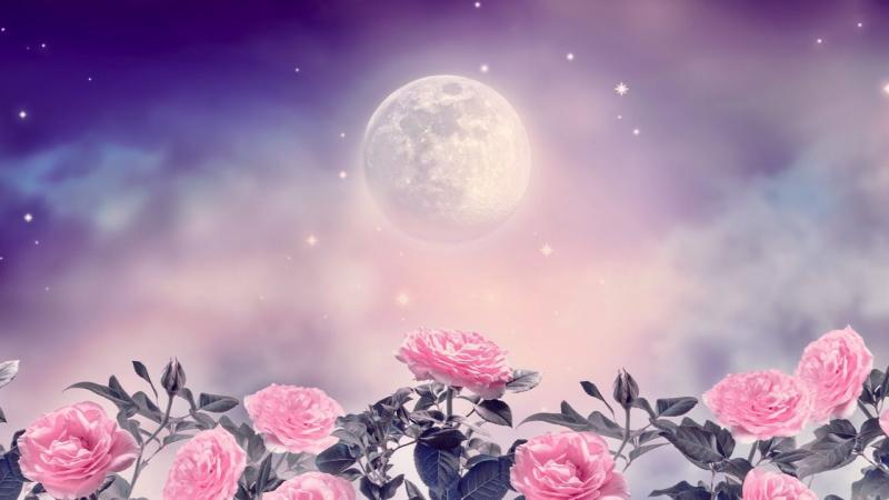 image de l'annonce 50660