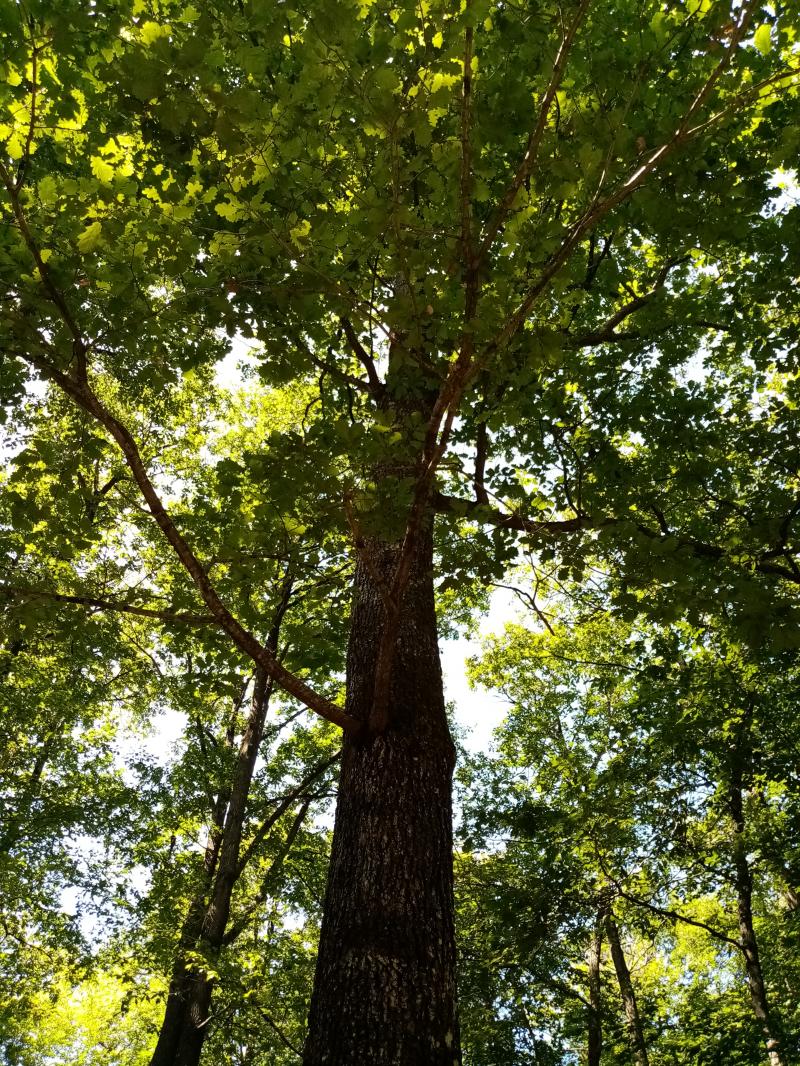 image de l'annonce 50770