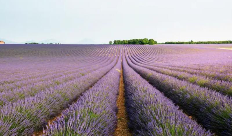 image de l'annonce 51550